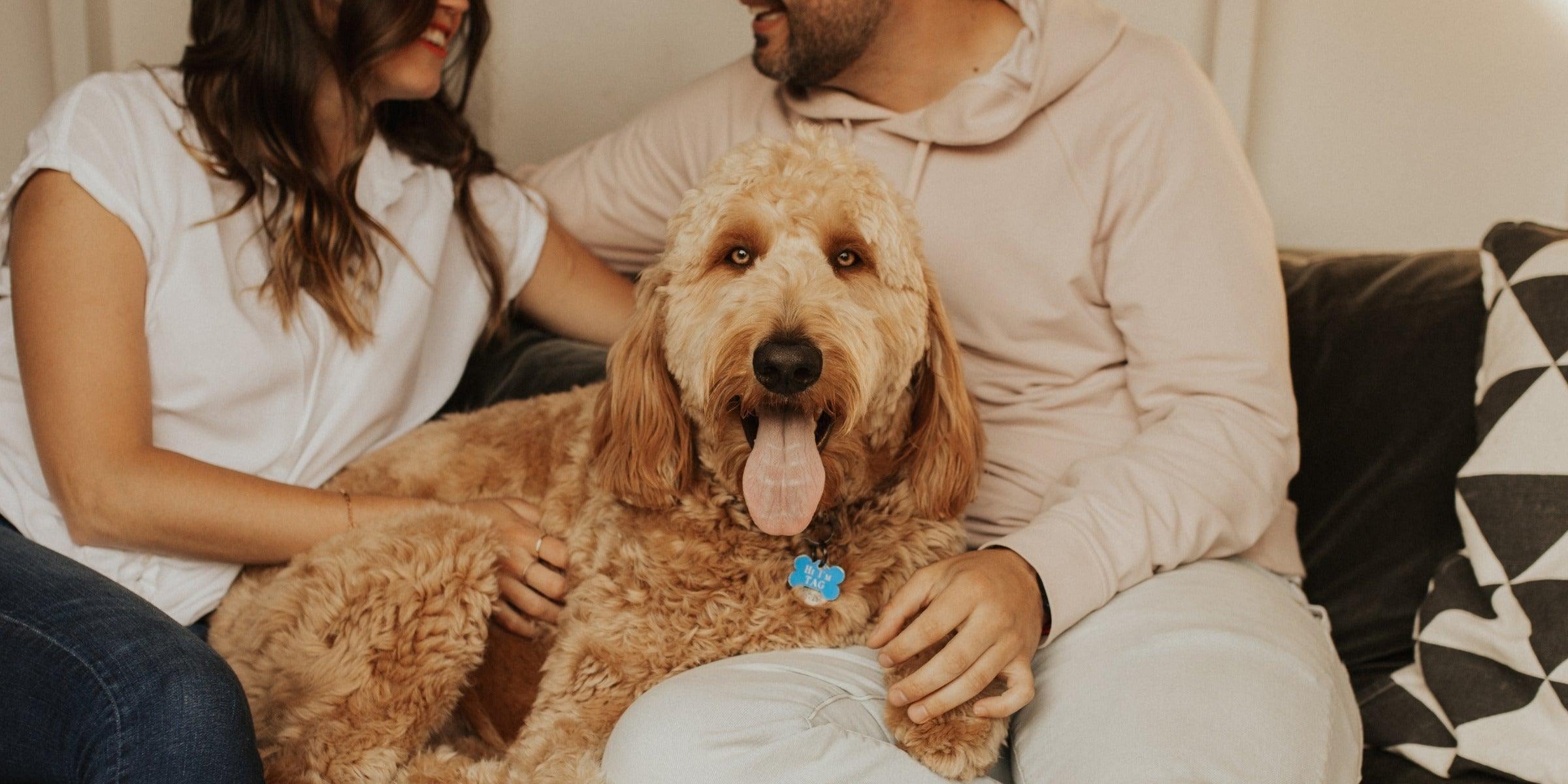 pets - local - letsbelocal.ca