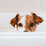 neem dog shampoo - local - letsbelocal.ca
